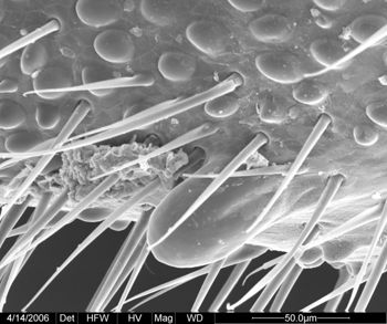 Media type: image;   Invertebrate Zoology 133769